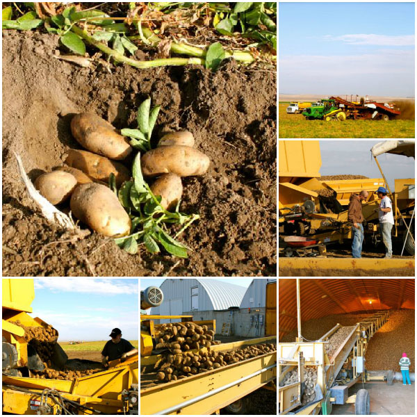 Idaho Potato Harvest Tour